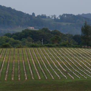 868 Estate Vineyards