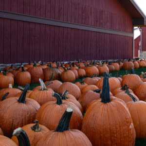 Temple Hall Farm
