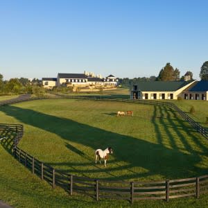 Salamander stable credit Justin Kriel
