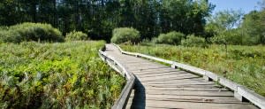 STP-sedge-meadow-trail.jpg