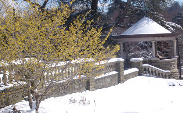There won't be any snow this weekend, but the witchhazel is still in bloom at Morris Arboretum.