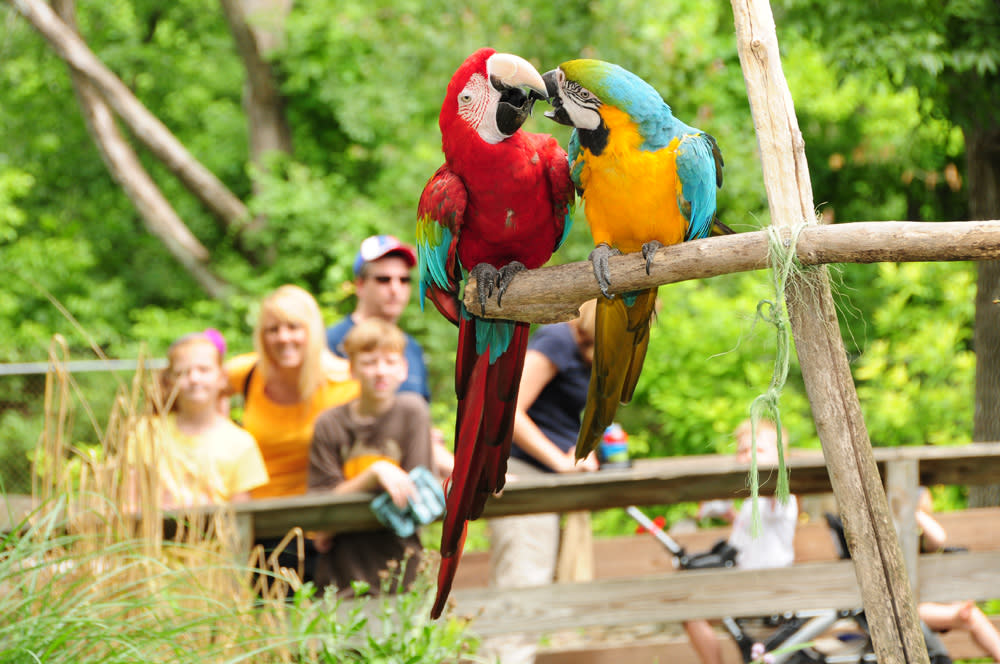Elmwood Park Zoo's Birds of Paradise exhibit is back this summer