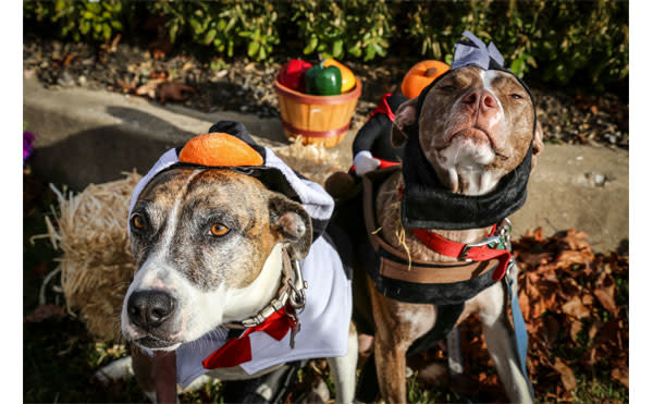 the most adorable octoberfest yet comes to upper merion farmers market