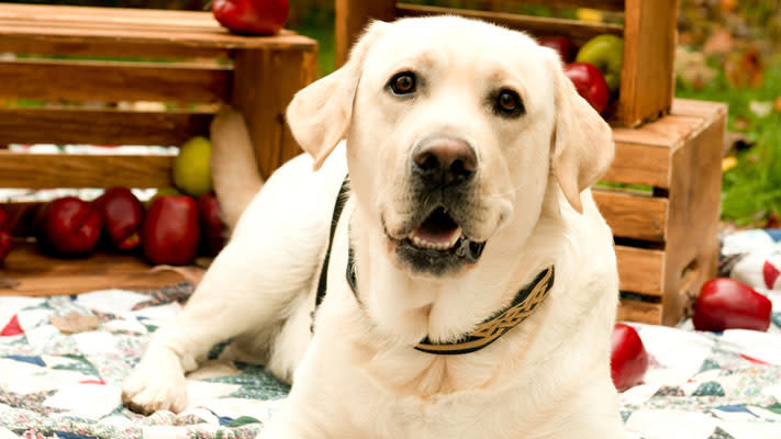 Trappe goes to the dogs on October 17 for the annual Barktoberfest. Trappe goes to the dogs on October 17 for the annual Barktoberfest.