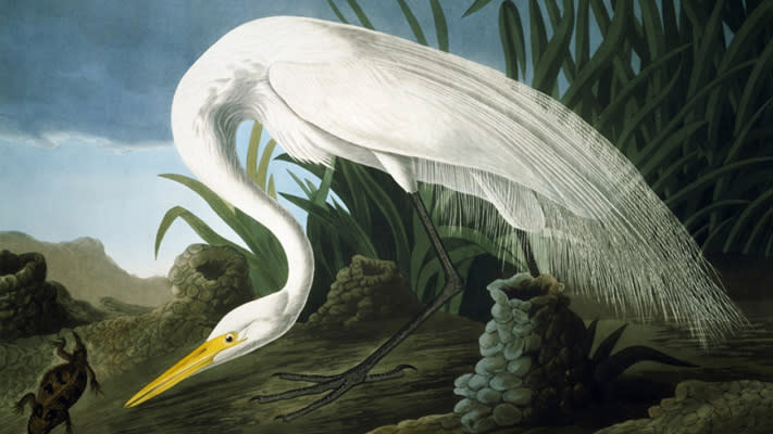 The Berman Museum of Art is hosting an exhibit of John James Audubon's artwork.