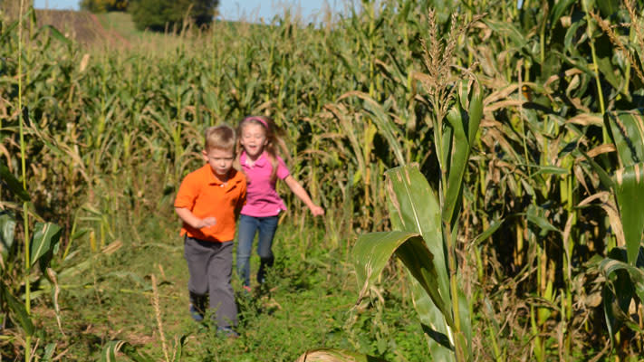 The kids loved running among the cornstalks. The kids loved running among the cornstalks.