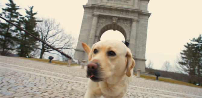 The 3-mile walk at the Valley Forge Revolutionary 5-Mile Run is also dog-friendly. The 3-mile walk at the Valley Forge Revolutionary 5-Mile Run is also dog-friendly.