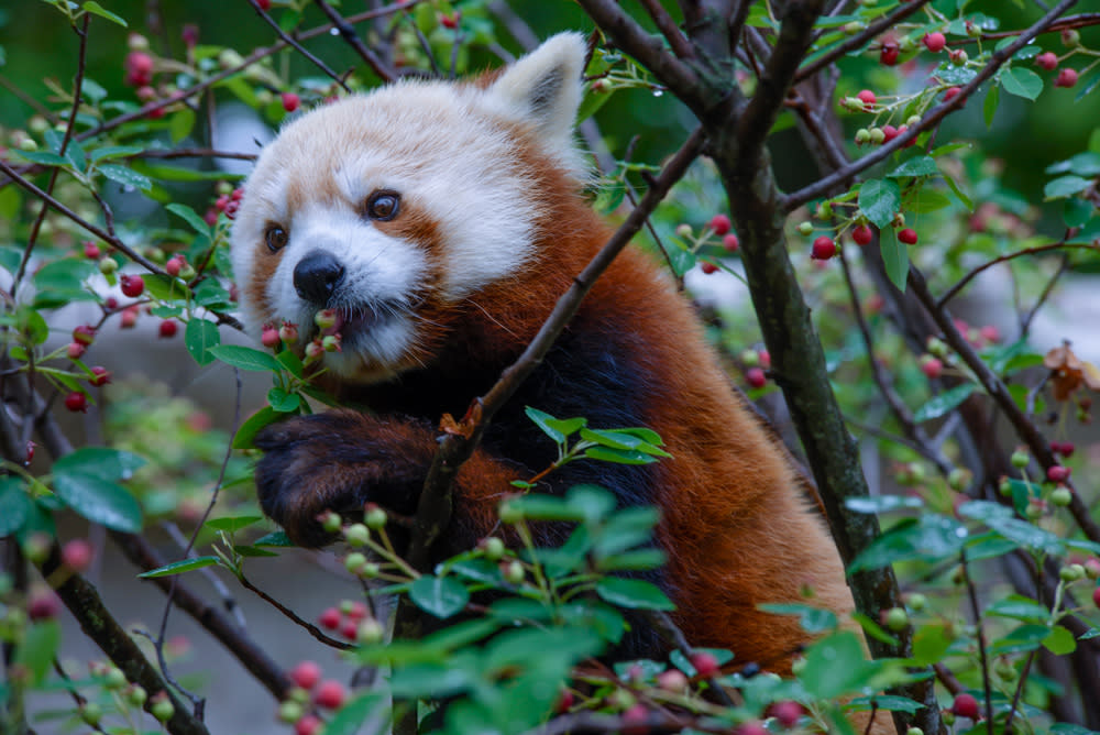 Red Pandas are the newest attraction at Elmwood Park Zoo