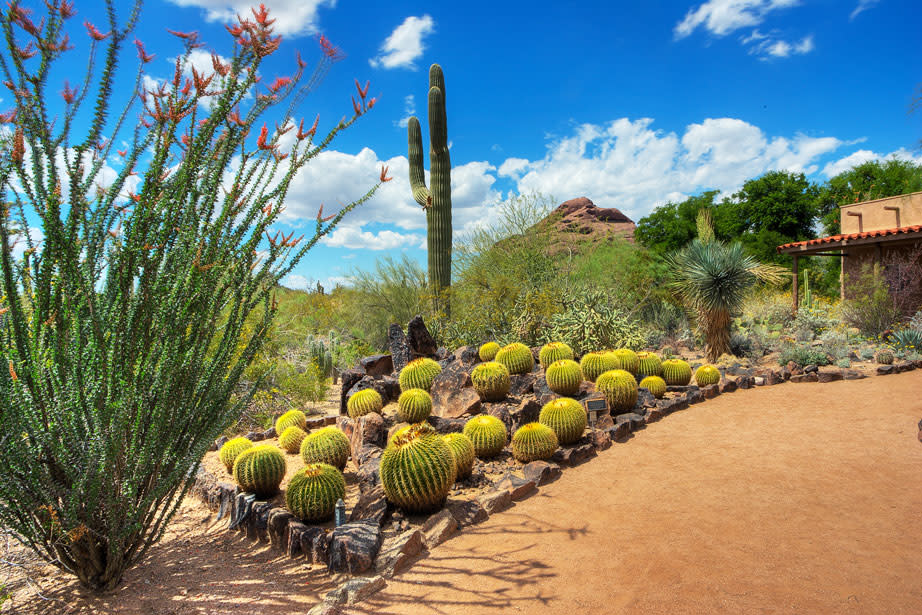 Desert Botanical Garden