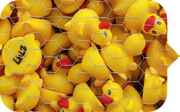 Duck Race