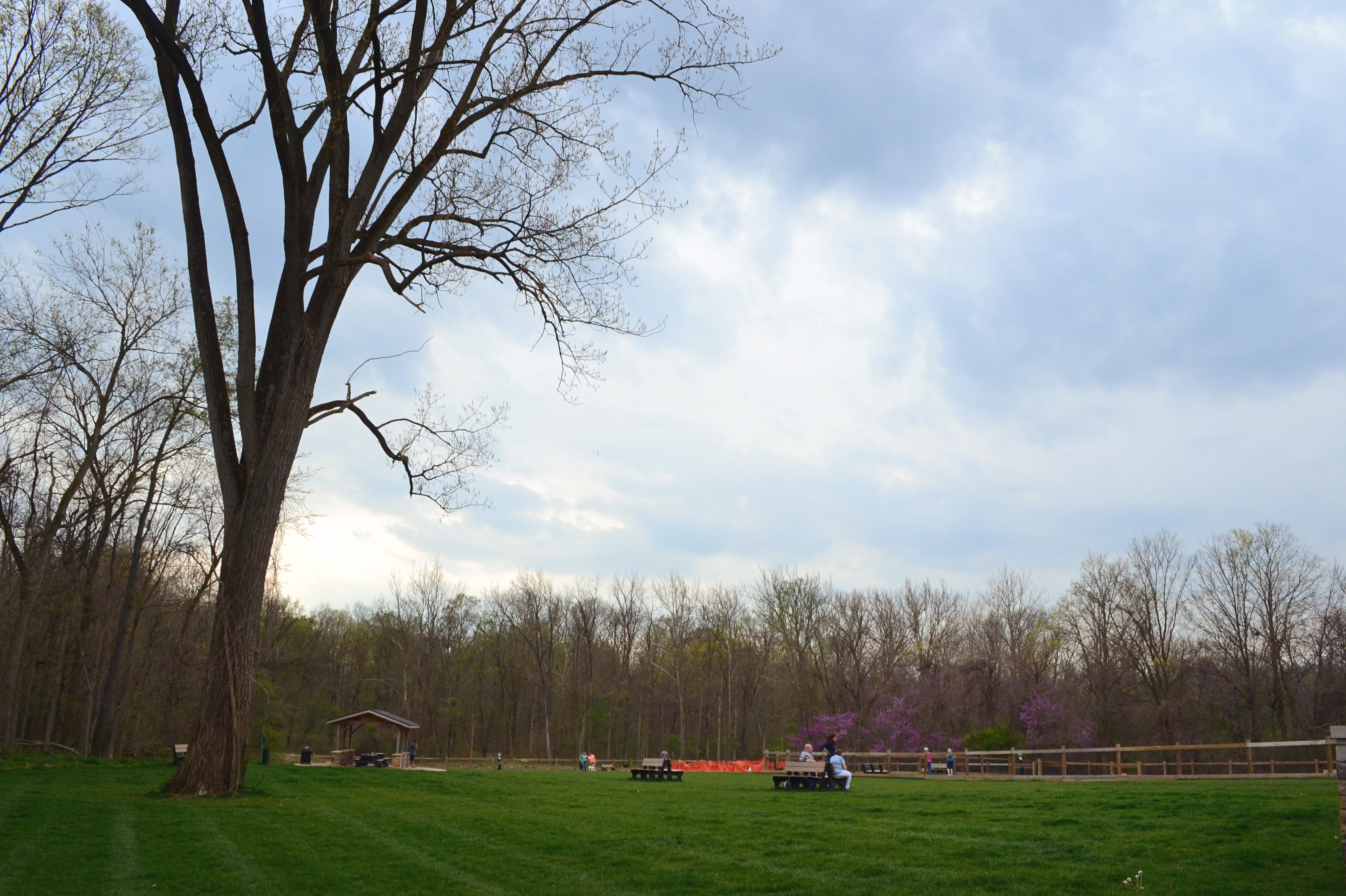 dog park
