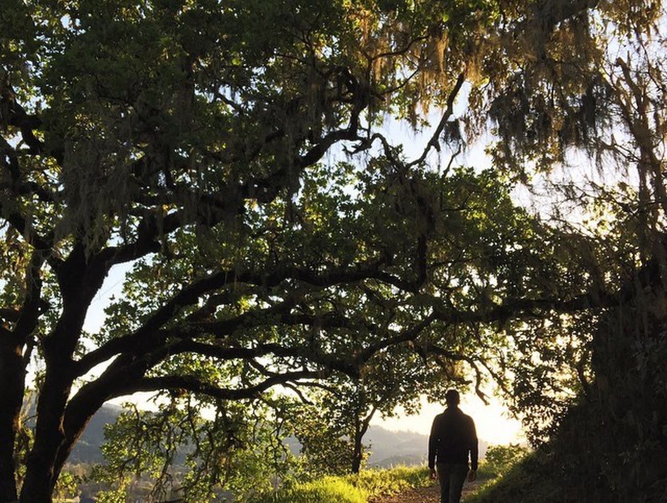 Oat Hill Mine Trail in Napa Valley