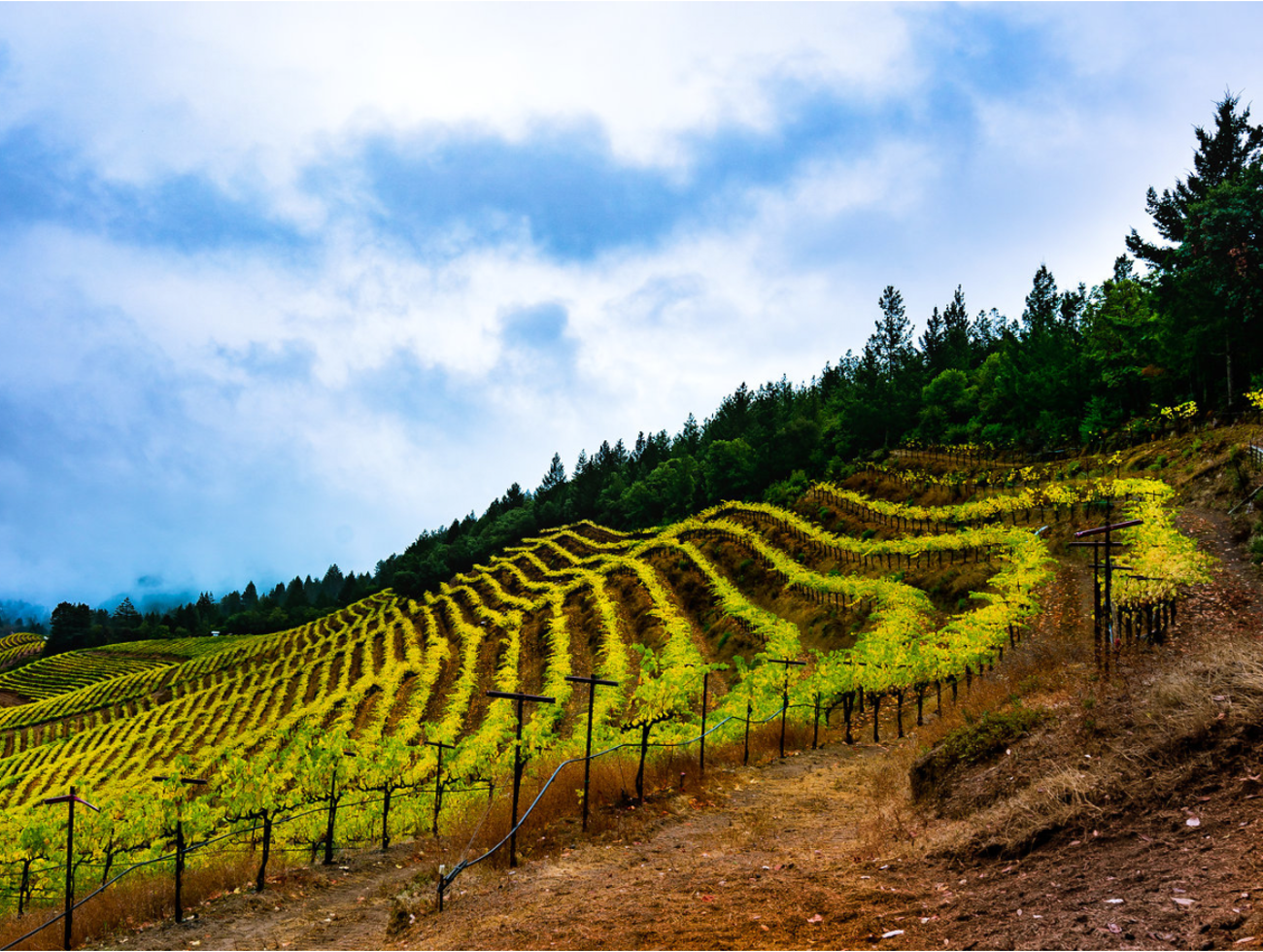 Mindful Photography Workshops in Napa Valley