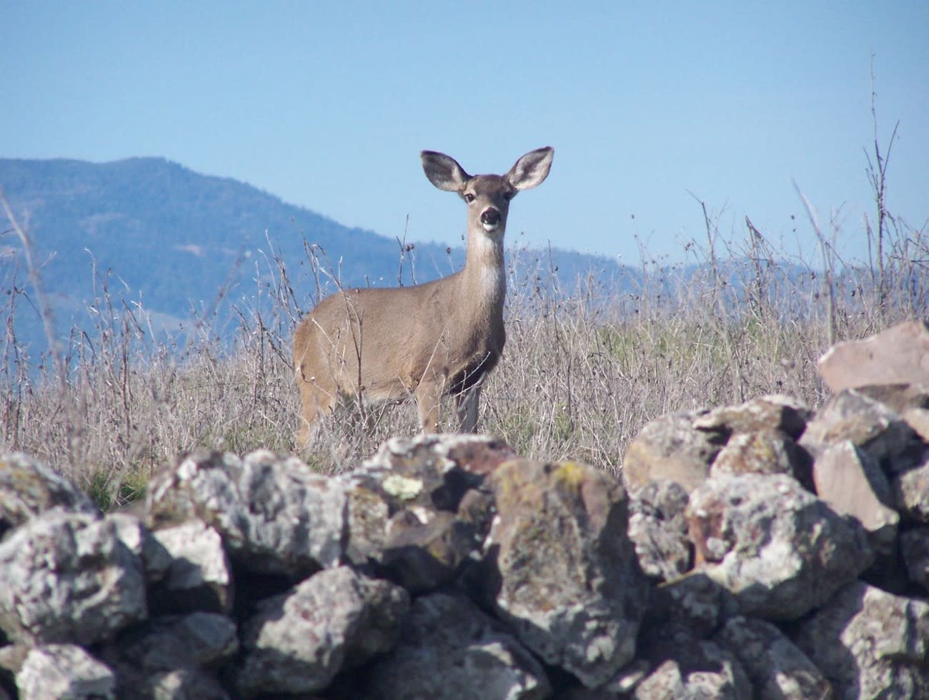 Skyline Wilderness Park in Napa Valley