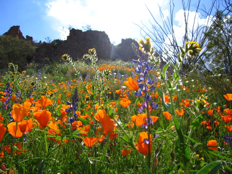 Ajo wildflowers