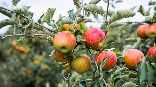 Apple