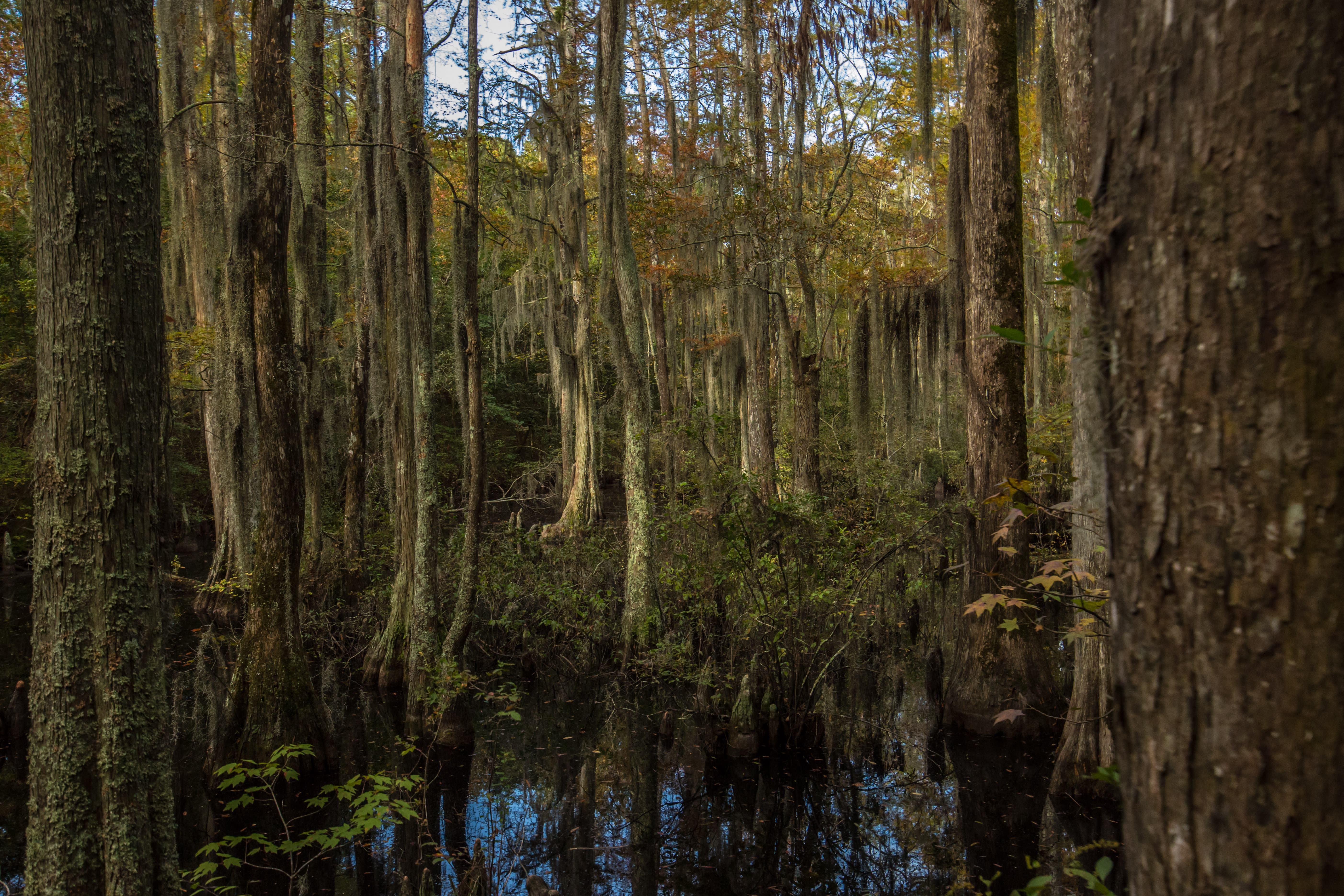 Virginia Beach's First Landing State Park Cypress Swamp
