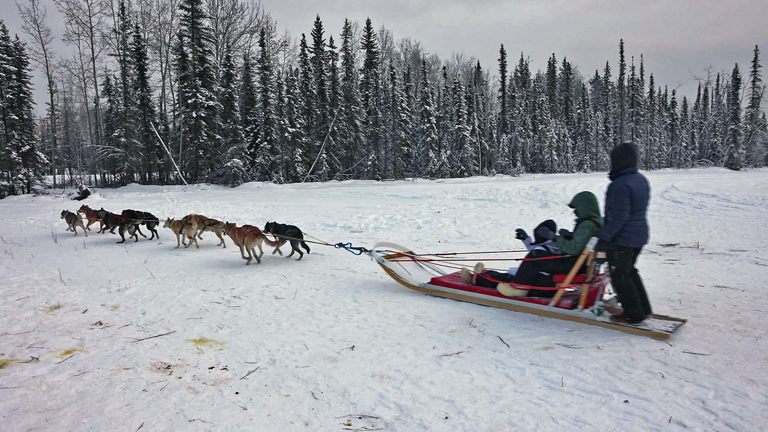 A team of Alaskan huskies lead a sled through a snowy forest near Fairbanks, AK