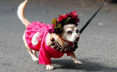 A dog in a pink costume at Boo-le-Bark on Boulevard