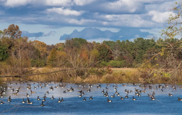 The Merkle Wildlife Sanctuary in Prince George's County, Maryland