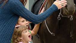 Horse Atrractions