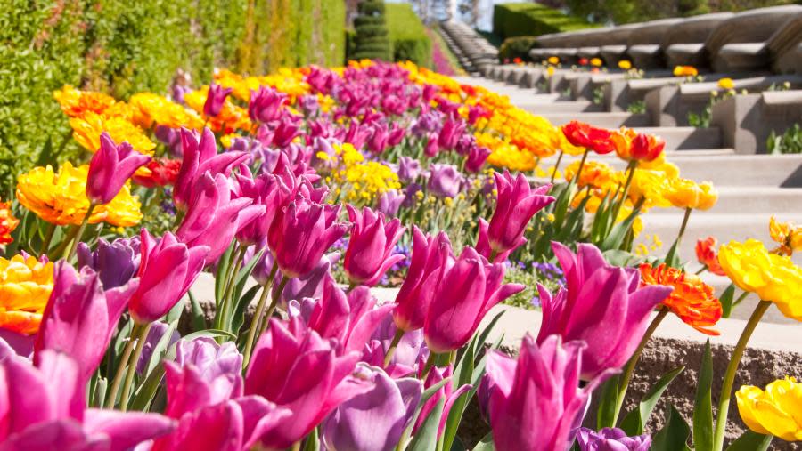 Tulips at Thanksgiving Point