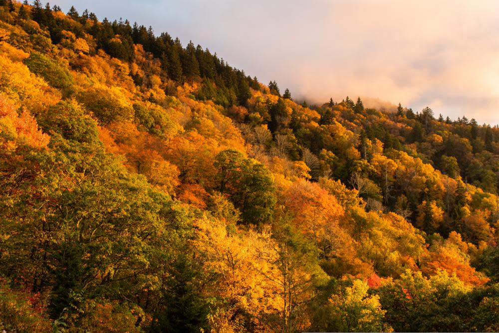 Asheville 2020 Fall Color Report & Forecast Scenic Views Asheville