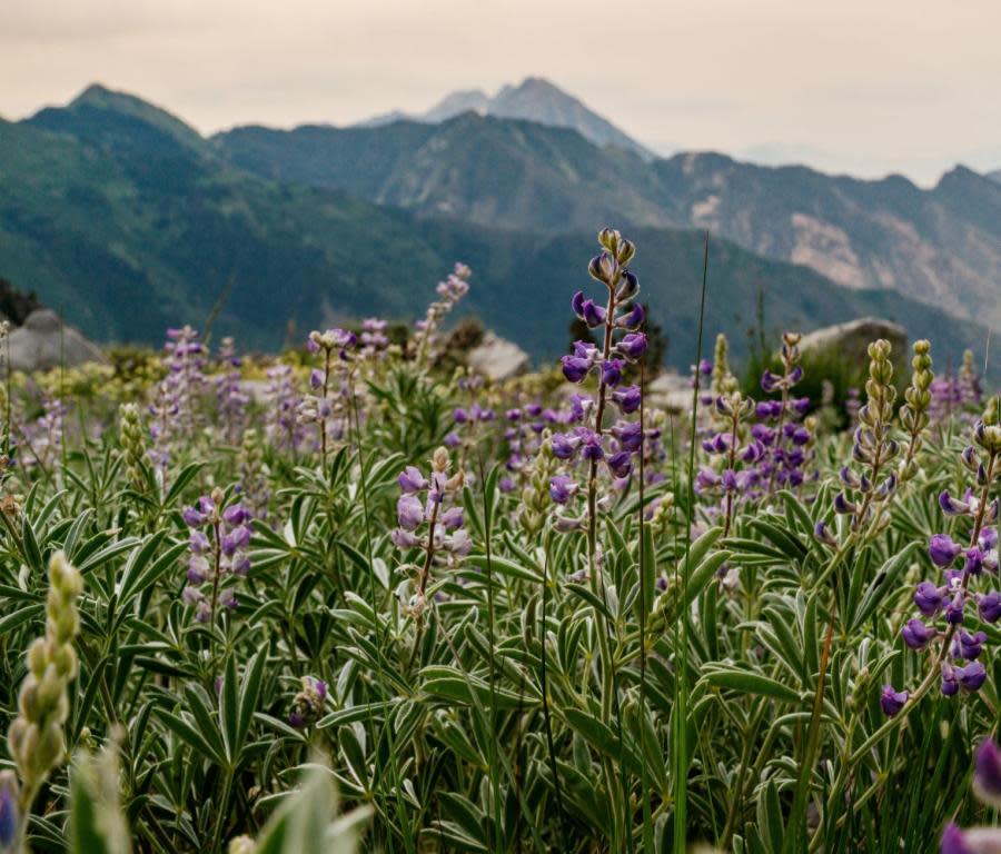 Lake Hardy Wildflowers in Utah Valley