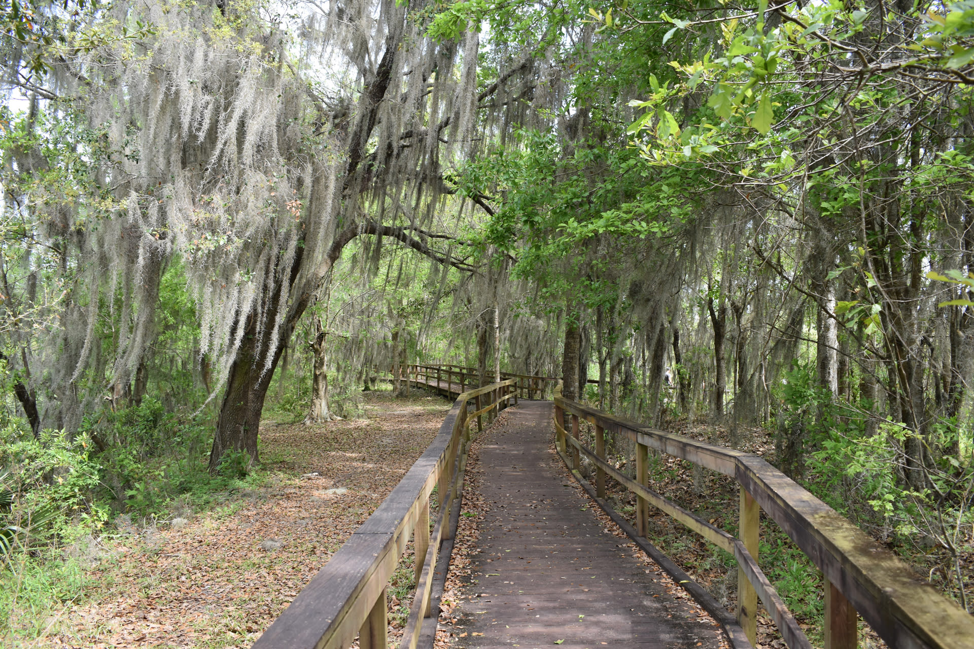 Jefferson Parish Hiking | Wetlands Trace Boardwalk & State Parks