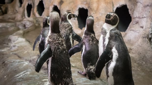 Penguin Coast- Aquarium Niagara