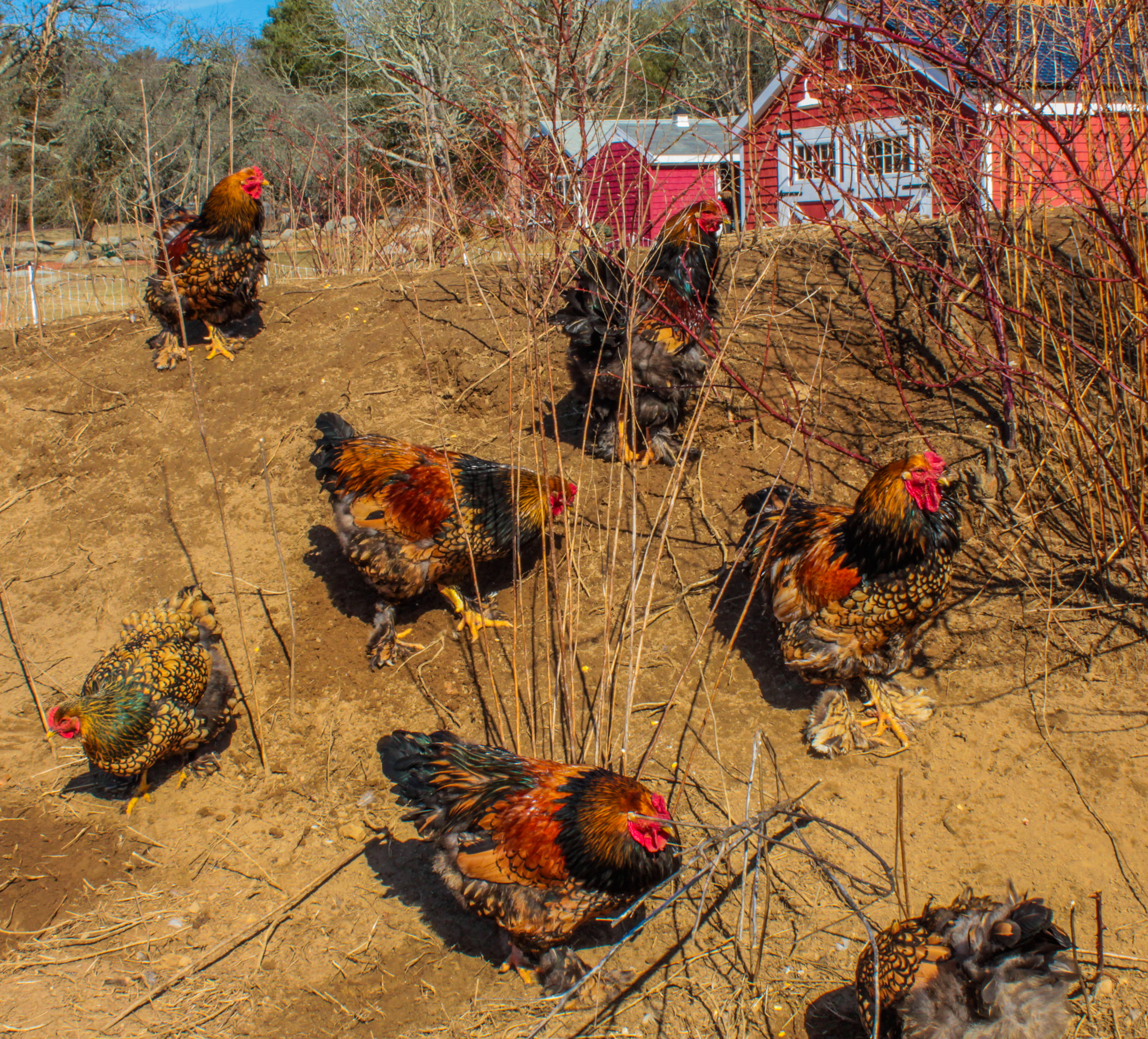 Gold-laced Brahma Chickens at Lavender Waves Farm