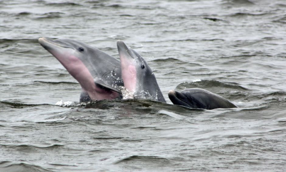 Dolphins in Outerbanks, NC