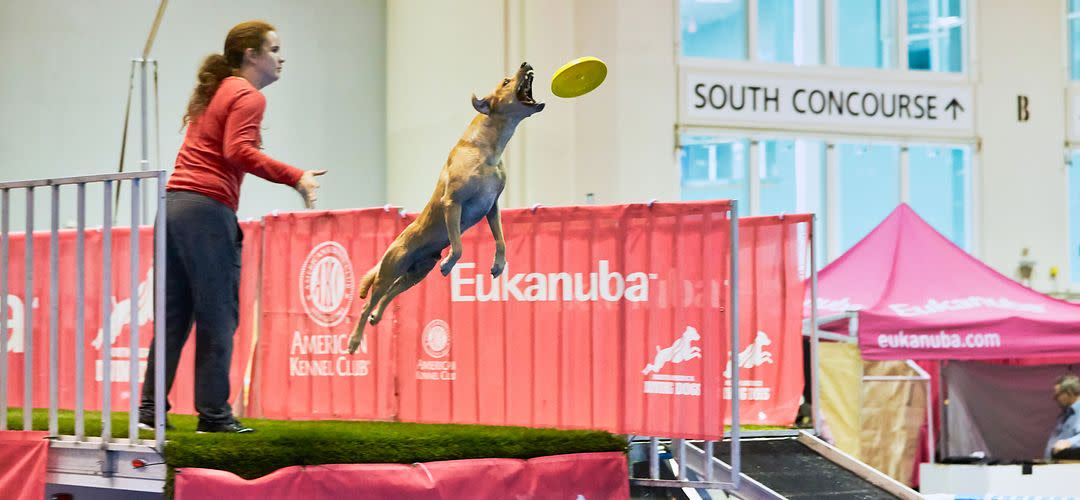North American Diving Dogs at the AKC National Championship in Orlando