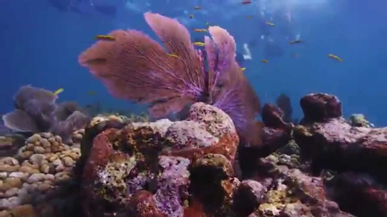 Marine Aquariums & Saltwater Fish Jacksonville - Coral Logic