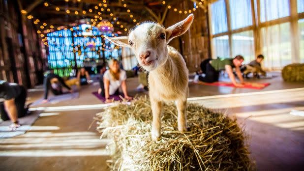 A goat on a stack of hay during a yoga class at Gilbertsville Farmhouse