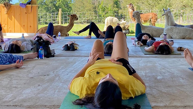 A yoga class with llamas and alpacas at Clover Brooke Farm in the Hudson Valley, NY.