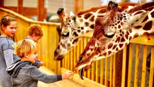 Kids feeding giraffes at Animal Adventure Park