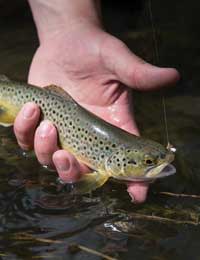 Trout