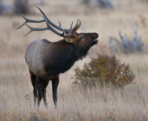 Bull Elk