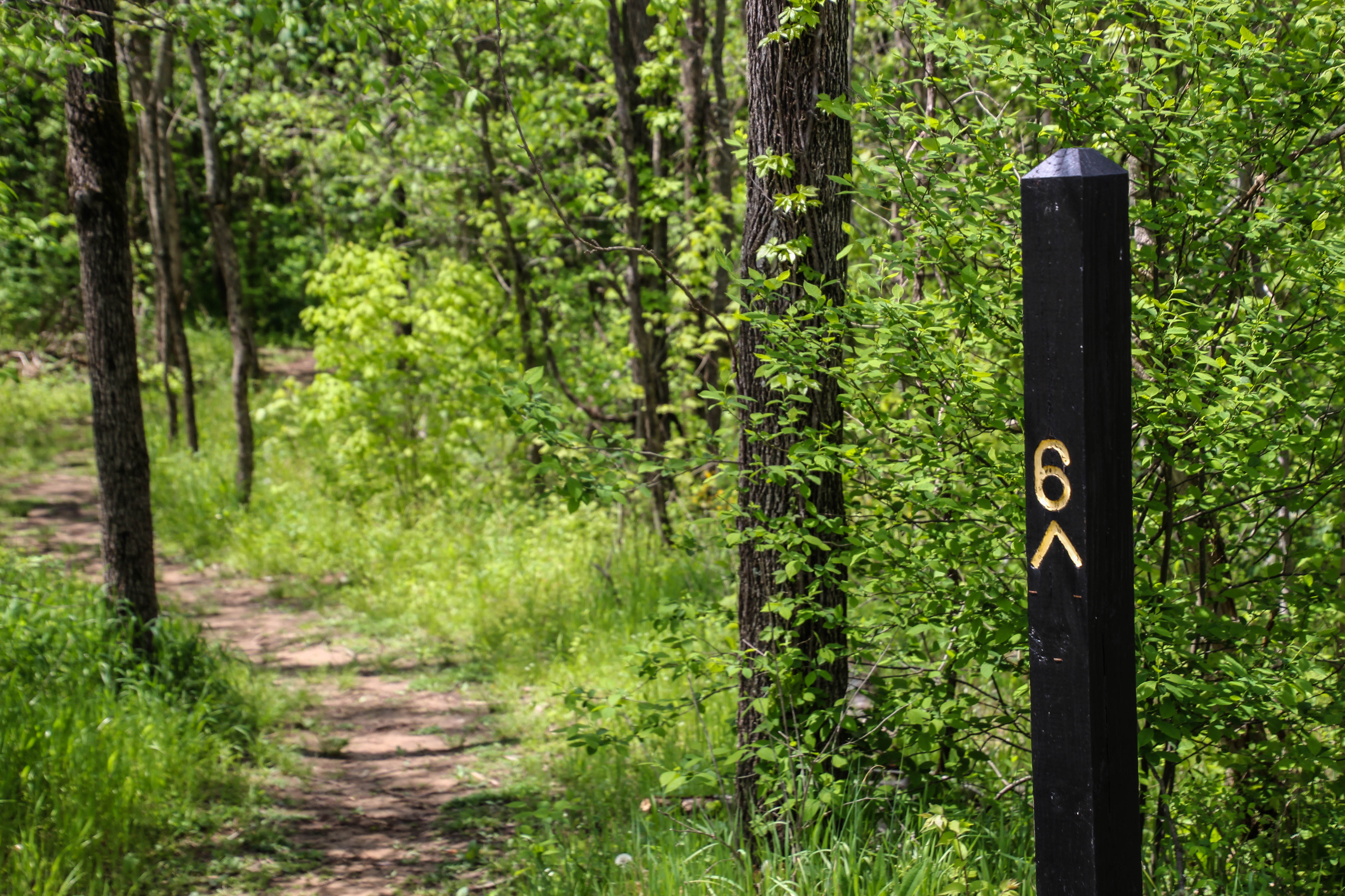 Trail 6 marker Charlestown SP