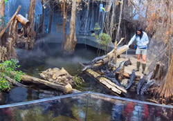 Alligators 4K Screen Capture
