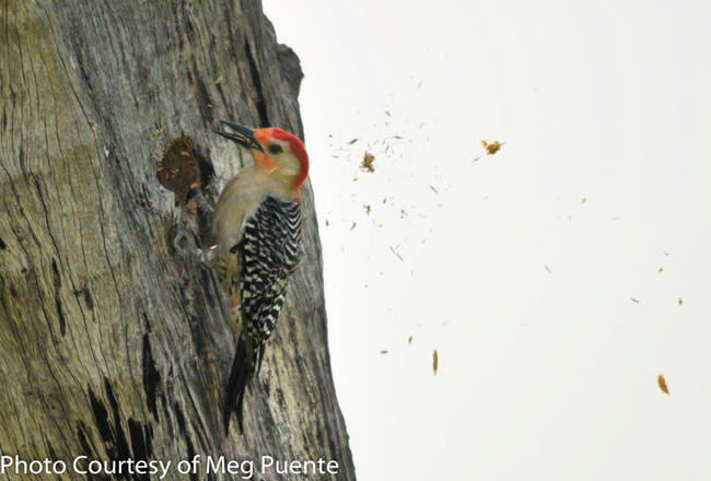 Birding in the Finger Lakes - Red Bellied Wood Pecker