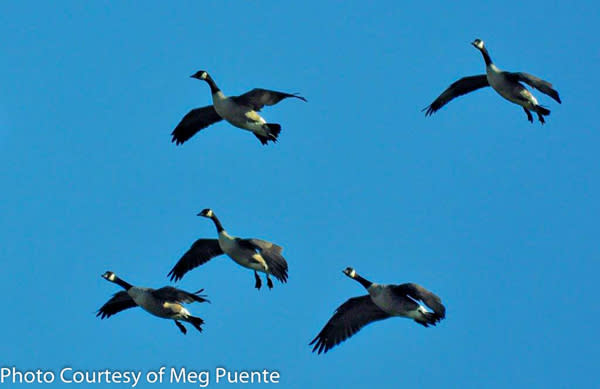 Birding in the Finger Lakes - Canada Geese