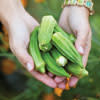 Okra