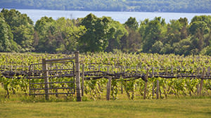 Long Point Winery
