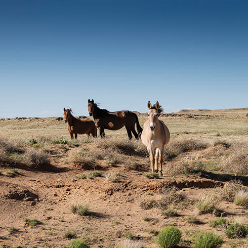 Ft College Of Cosmic Drama Horses