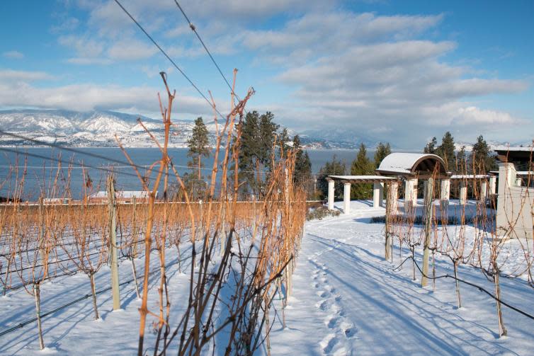 Winter Wine Touring at CedarCreek Estate Winery