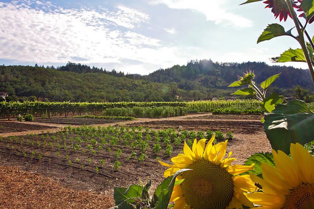 CHANDON Garden Districts in Napa Valley · Locale Magazine