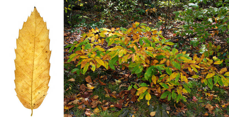 American Chestnut