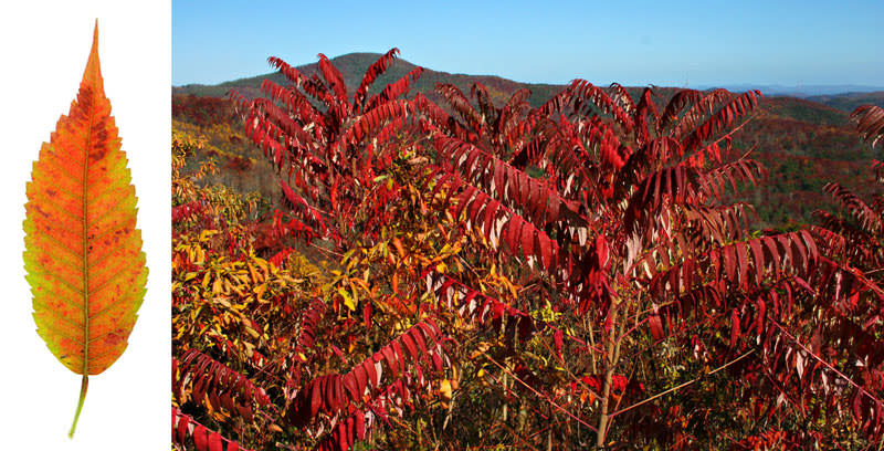 Sumac